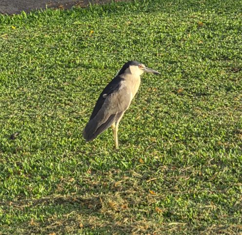 hawai sea bird 1 .jpg